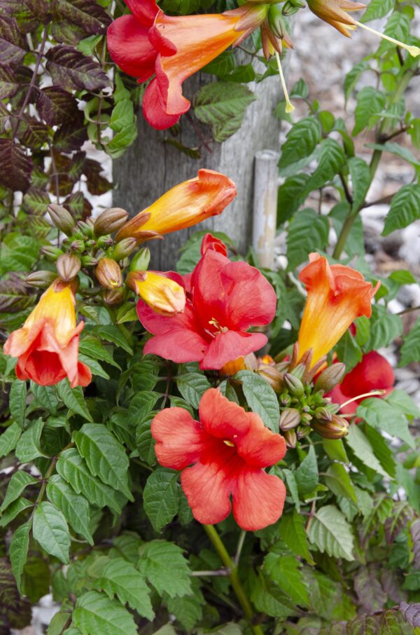 thumbnail_6000-12551.jpg 2x - Campsis Summer Jazz 'Fire Trumpet' - ↨65cm - Ø15