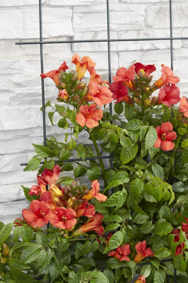 thumbnail_6000-12552.jpg 2x - Campsis Summer Jazz 'Fire Trumpet' - ↨65cm - Ø15