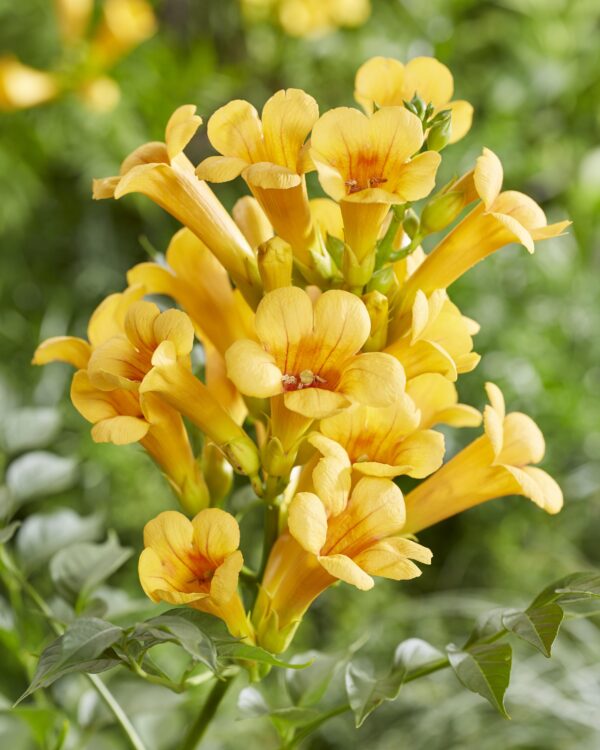 thumbnail_6000-12555.jpg 2x - Campsis Summer Jazz 'Gold Trumpet' - ↨65cm - Ø15
