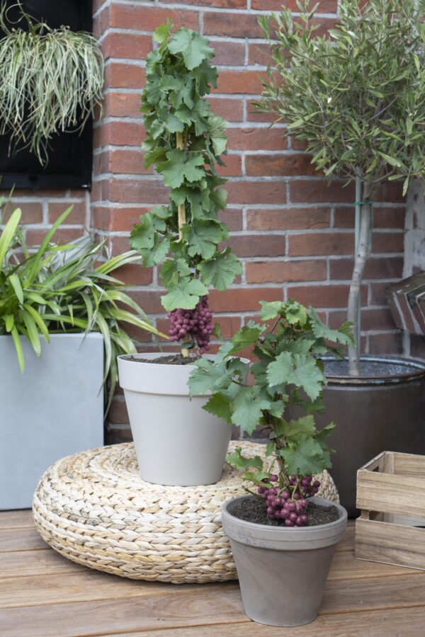 thumbnail_6000-12627.jpg 3x - Vitis Pixie 'Cabernet Franc' - ↨30cm - Ø14