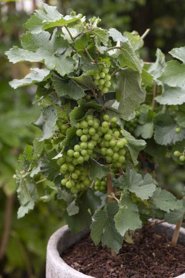 thumbnail_6000-12638.jpg 3x - Vitis Pixie 'Riesling' - ↨30cm - Ø14