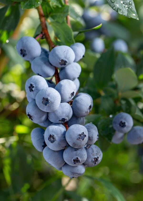 thumbnail_6000-12645.jpg 5x - Vaccinium corymbosum 'Brigitta Blue' - ↨45cm - Ø13