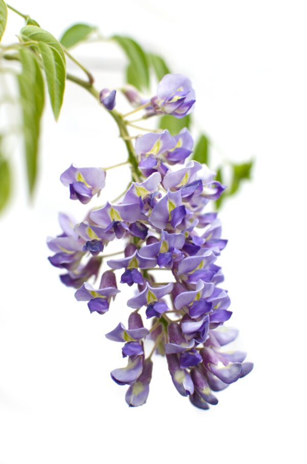 thumbnail_6000-12674.jpg Wisteria sinensis 'Prolific' | 2 Stücke