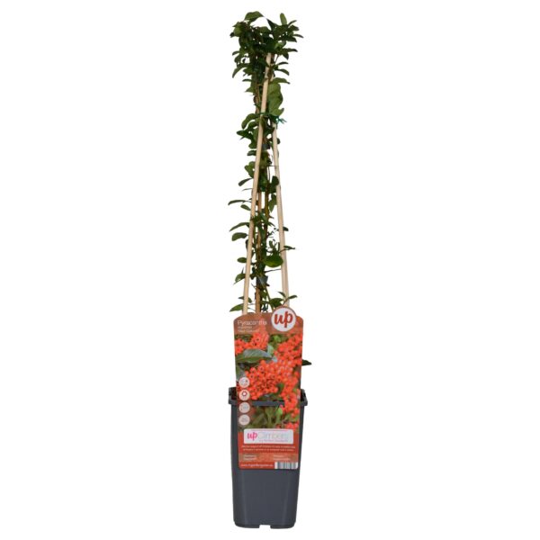 thumbnail_6000-12746.jpg Pyracantha coccinea 'Red Column' | 3 Stücke