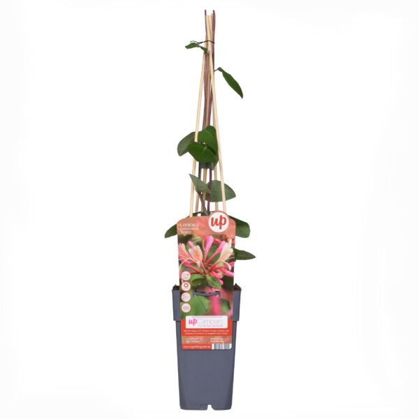 thumbnail_6000-12757.jpg 3x - Lonicera periclymenum 'Belgica' - ↨65cm - Ø15