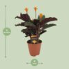 Calathea Crocata