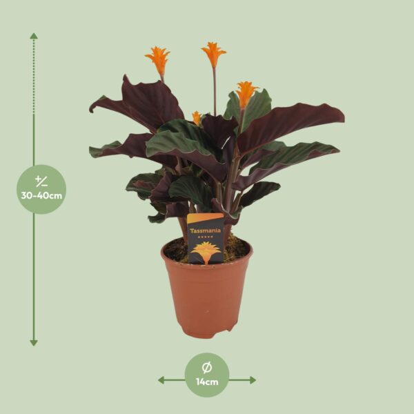 thumbnail_6000-12854.jpg Calathea Crocata
