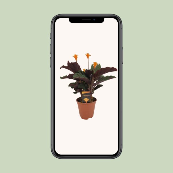thumbnail_6000-12856.jpg Calathea Crocata