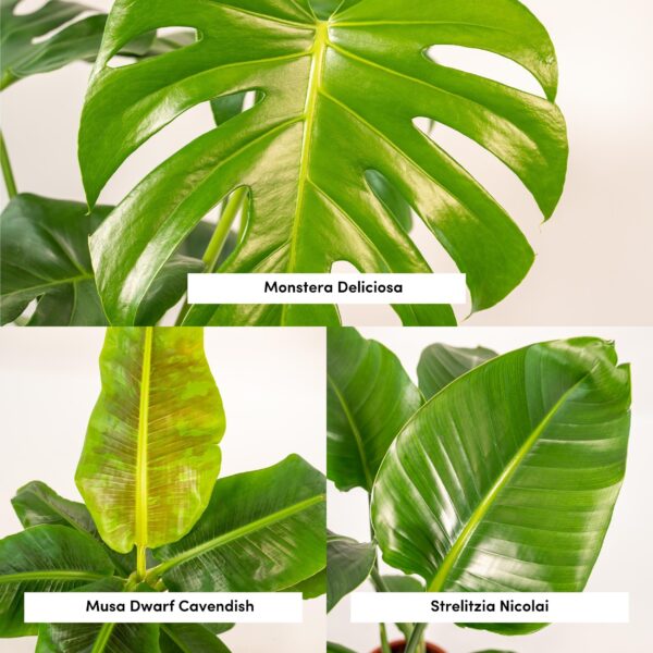 thumbnail_6000-12863.jpg Monstera Deliciosa - Ø21cm - ↕75cm + Musa Dwarf Cavendish - Ø21cm - ↕85cm + Strelitzia Nicolai - Ø19cm - ↕90cm + Korb Igmar