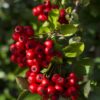 Pyracantha coccinea Red Star - Ø23 - ↨75cm