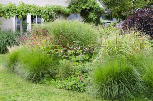 thumbnail_6000-13167.jpg Miscanthus sinensis Ferner Osten - Ø23 - ↨60cm