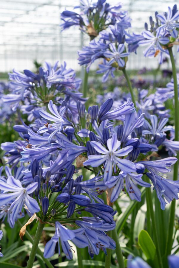 thumbnail_6000-13457.jpg Agapanthus 'Charlotte' - ↨20cm - Ø14