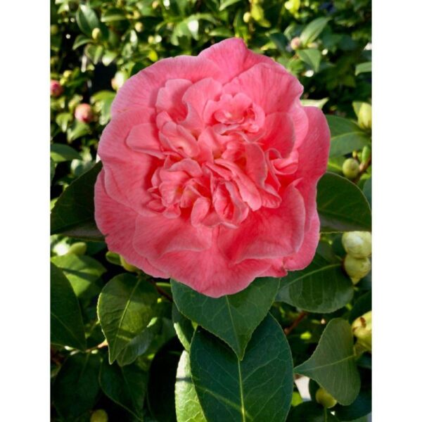thumbnail_6000-13714.jpg Camellia ret. 'Mary Williams' - ↨70cm - Ø24cm