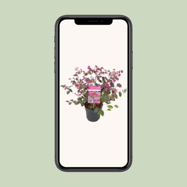 thumbnail_6000-13800.jpg Loropetalum chin. 'Fire Dance' - ↨20cm - Ø15cm