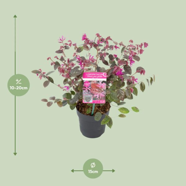 thumbnail_6000-13802.jpg Loropetalum chin. 'Fire Dance' - ↨20cm - Ø15cm