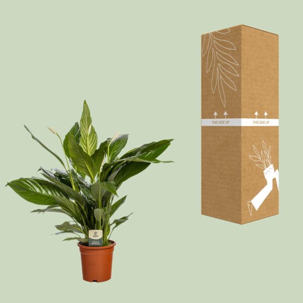 thumbnail_6000-13954.jpg Spathiphyllum Bingo Cupido