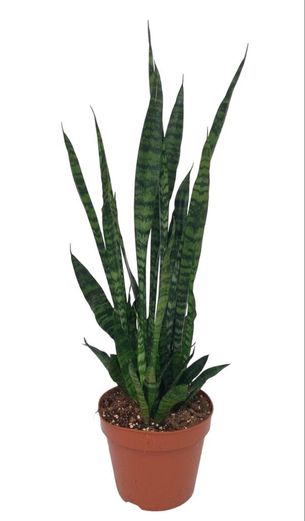 thumbnail_6000-5018.jpg Sansevieria Zeylanica
