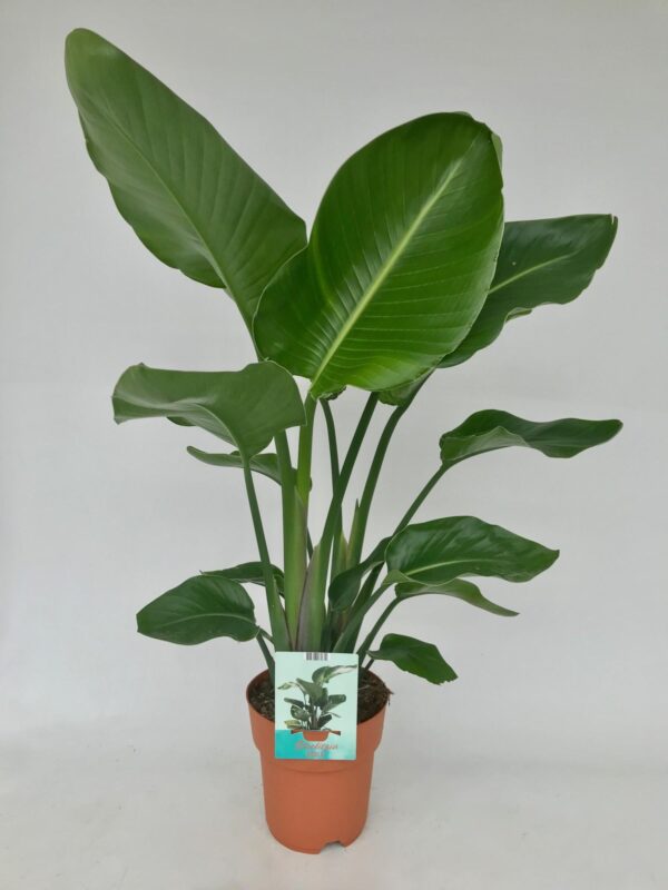 thumbnail_6000-5020.jpg Strelitzia Nicolai