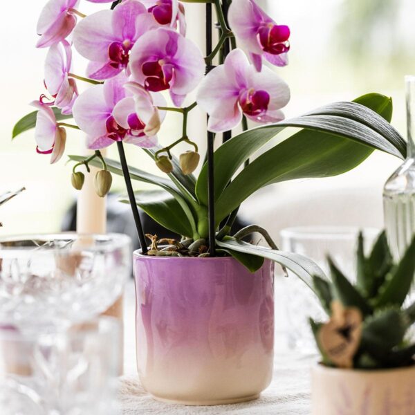 thumbnail_6000-5602.jpg Rosa Orchidee Niagara Falls im Gradience Blumentopf Pink