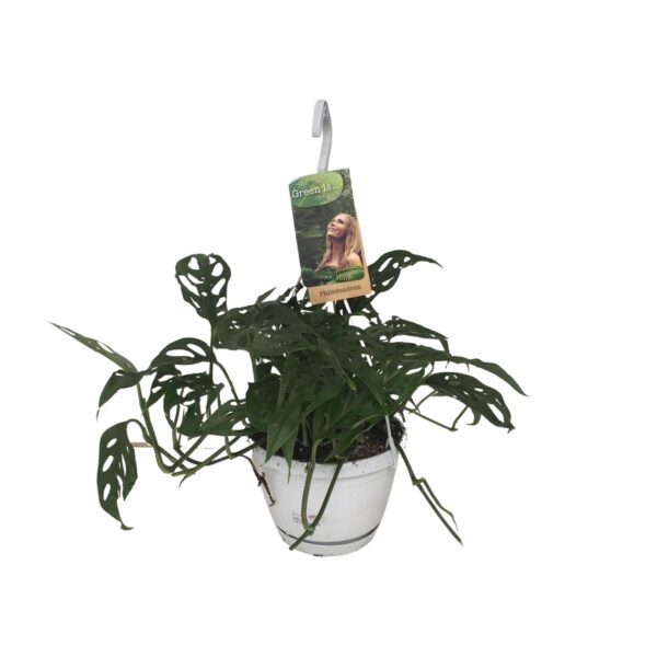 thumbnail_6000-5974.jpg Monstera Obliqua