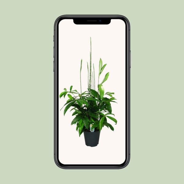 thumbnail_6000-6025.jpg Dracaena Surculosa