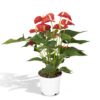 Anthurium Red - Flamingoplant
