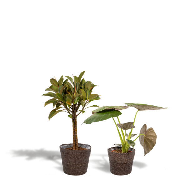 thumbnail_6000-724.png Ficus Elastica Melany - Ø21cm - ↕85cm + Alocasia Wentii - Ø19cm - ↕60cm + Korb Igmar