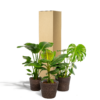 Monstera Deliciosa - Ø21cm - ↕75cm + Musa Dwarf Cavendish - Ø21cm - ↕85cm + Strelitzia Nicolai - Ø19cm - ↕90cm + Korb Igmar