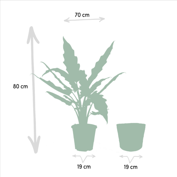 thumbnail_6000-751.png Alocasia Cucullata - Ø19cm - ↕60cm + Alocasia Lauterbachiana - Ø19cm - ↕75cm + Korb Igmar