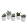 Gasteria & Haworthia-Mischung im Weiße Topf