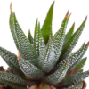 Gasteria & Haworthia-Mischung im Weiße Topf