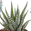Gasteria & Haworthia-Mischung im Weiße Topf