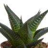 Gasteria & Haworthia-Mischung im Weiße Topf