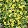 Waldsteinia ternata | 6 Stücke