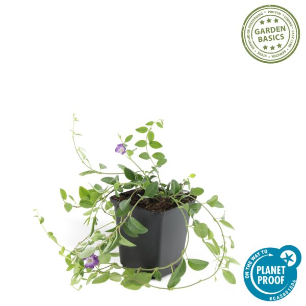 Vinca minor 'Atropurpurea' | 40 Stücke