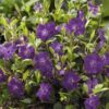 Vinca minor 'Atropurpurea' | 40 Stücke