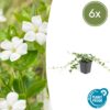 Vinca minor 'Alba' | 6 Stücke
