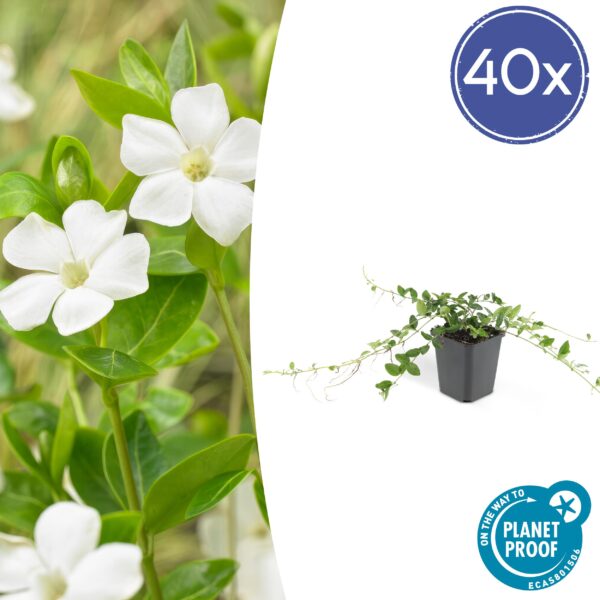 thumbnail_6000-2665.jpg Vinca minor 'Alba' | 40 Stücke