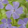Vinca minor | 12 Stücke