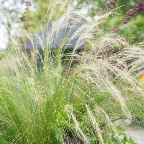thumbnail_6000-2776.jpg Stipa tenuissima 'Ponytails' | 6 Stücke
