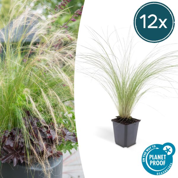 thumbnail_6000-2778.jpg Stipa tenuissima 'Ponytails' | 12 Stücke