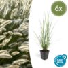 Pennisetum alopecuroides 'Hameln' | 6 Stücke