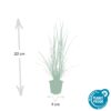 Pennisetum alopecuroides 'Hameln' | 12 Stücke