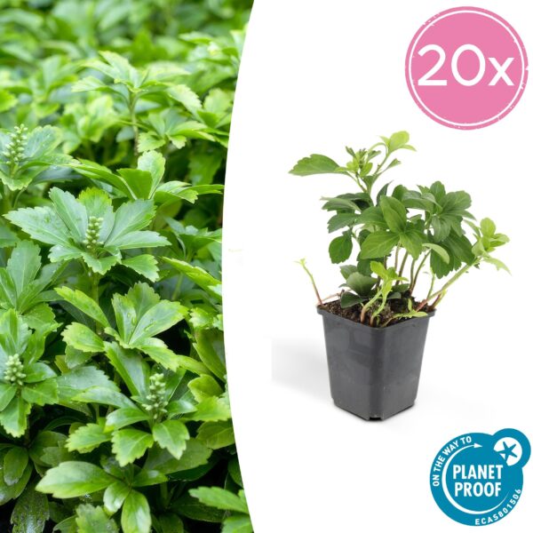 thumbnail_6000-2830.jpg Pachysandra terminalis 'Green Carpet' | 20 Stücke