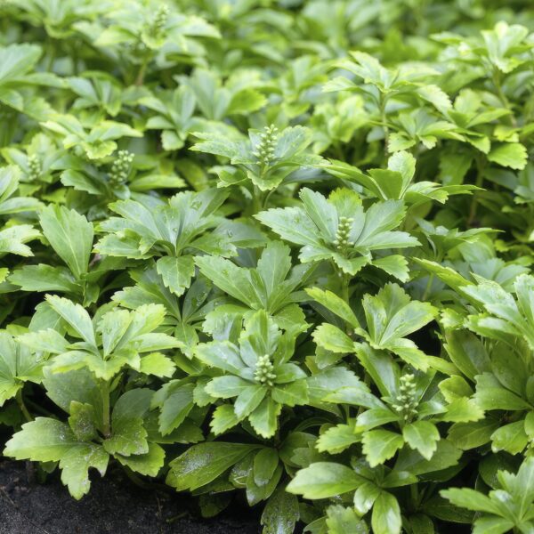 thumbnail_6000-2833.jpg Pachysandra terminalis 'Green Carpet' | 20 Stücke