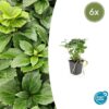 Pachysandra terminalis | 6 Stücke