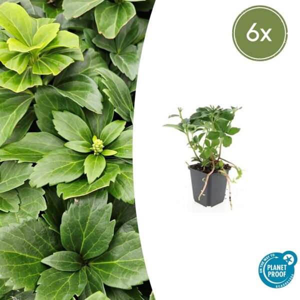 thumbnail_6000-2840.jpg Pachysandra terminalis | 6 Stücke