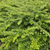 Lonicera nitida 'Maigrün' | 6 Stücke
