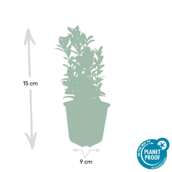 thumbnail_6000-3080.jpg Euonymus japonicus 'Green Spire' | 6 Stücke