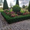 Euonymus japonicus 'Green Spire' | 6 Stücke